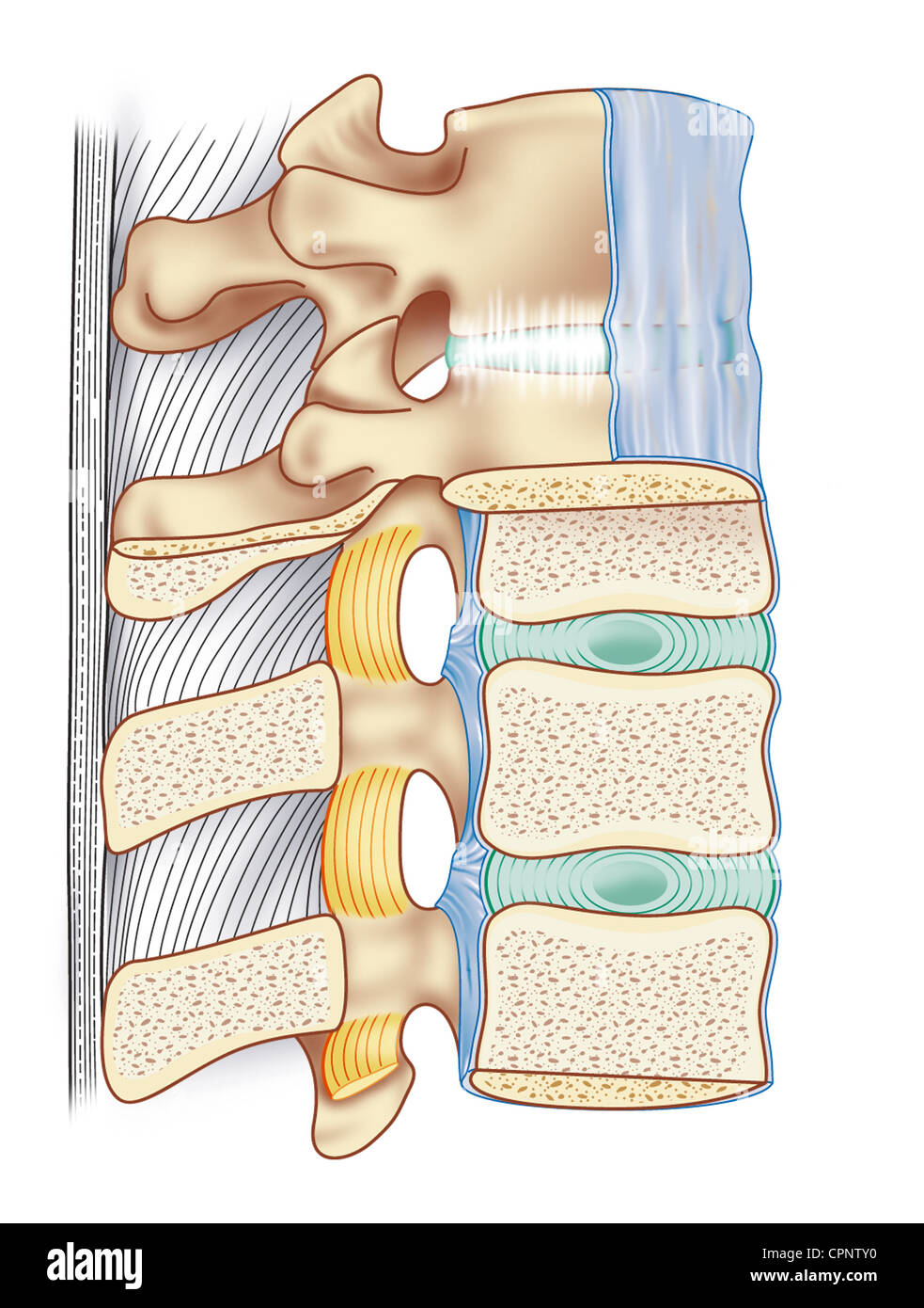 Apophyseal joint Cut Out Stock Images & Pictures - Alamy