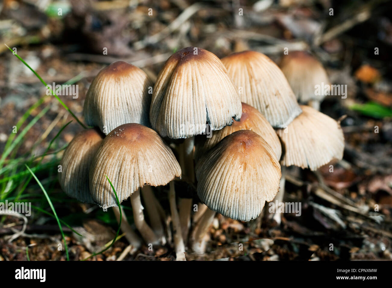 Toadstools growing from the decaying roots of a tree in a suburban garden Stock Photo