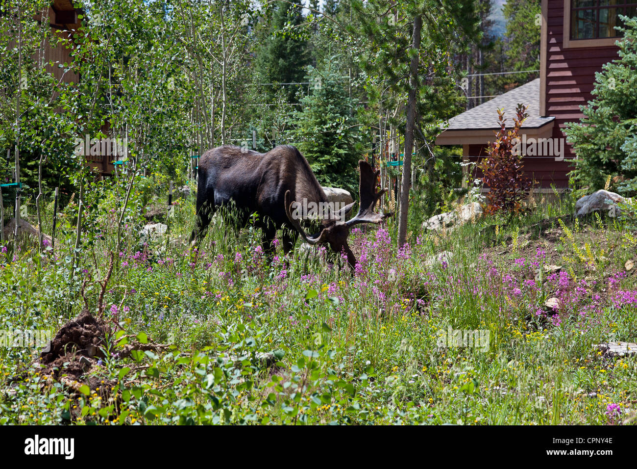 Wild moose munching on wildflowers in a Breckenridge, Colorado, residential backyard. Stock Photo