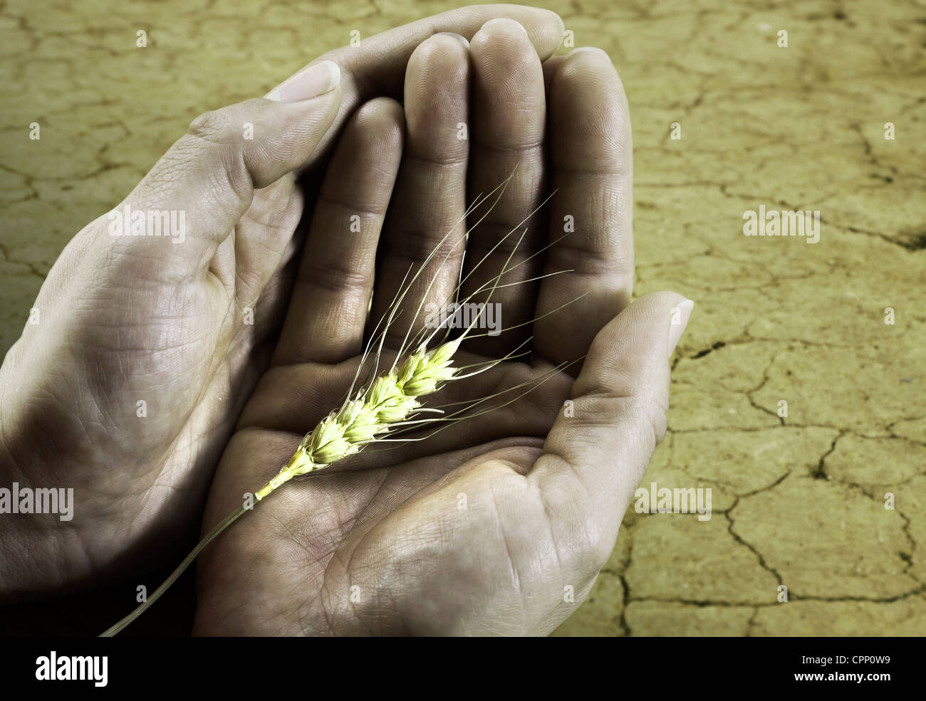 Hunger starvation problem on the earth with wheat and caring hands Stock Photo