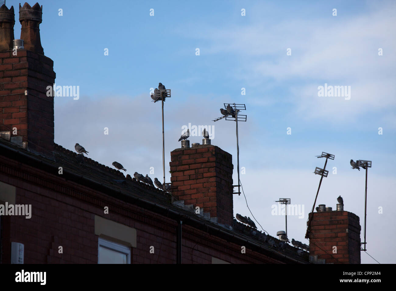 Terraced house in Salford Greater Manchester Lancashire, birds fly from the roofs Stock Photo