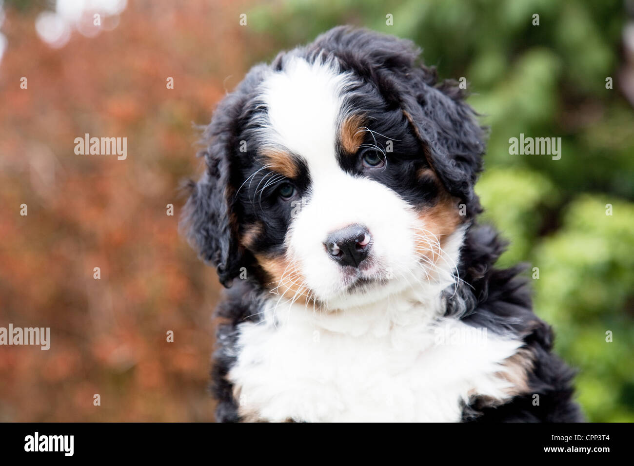 Six weeks old Bernese Mountain Dog puppy. Stock Photo