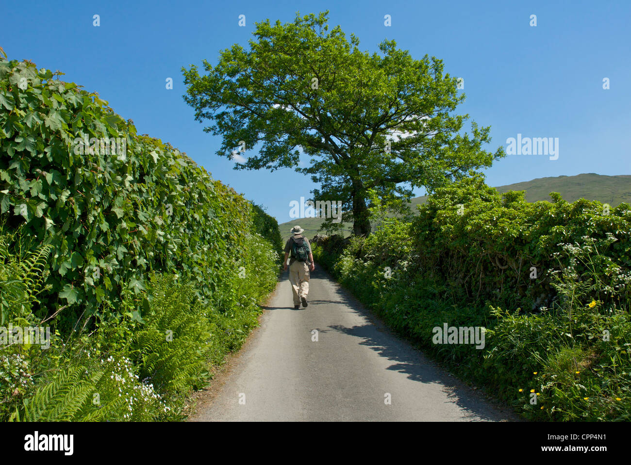 Male walker on narrow lane in the village of Troutbeck, Lake District National Park, Cumbria, England UK Stock Photo