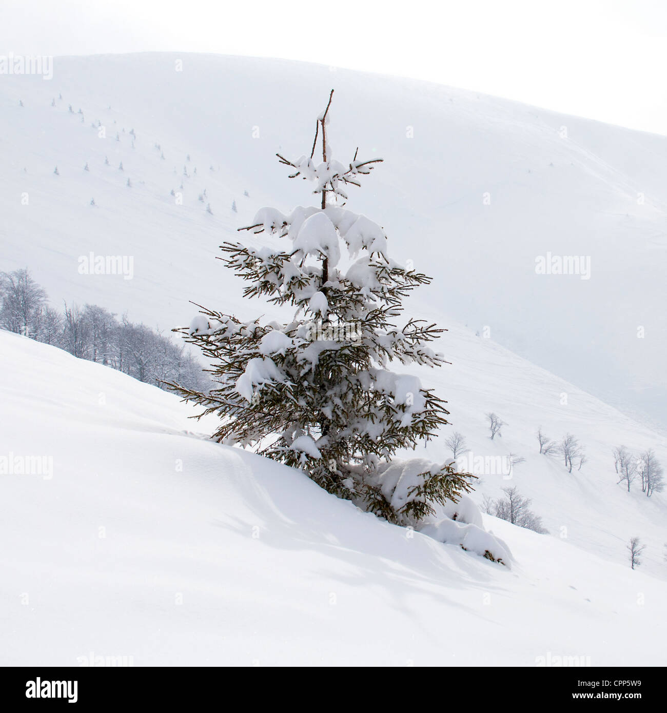 Winter snow snowy trees hi-res stock photography and images - Alamy