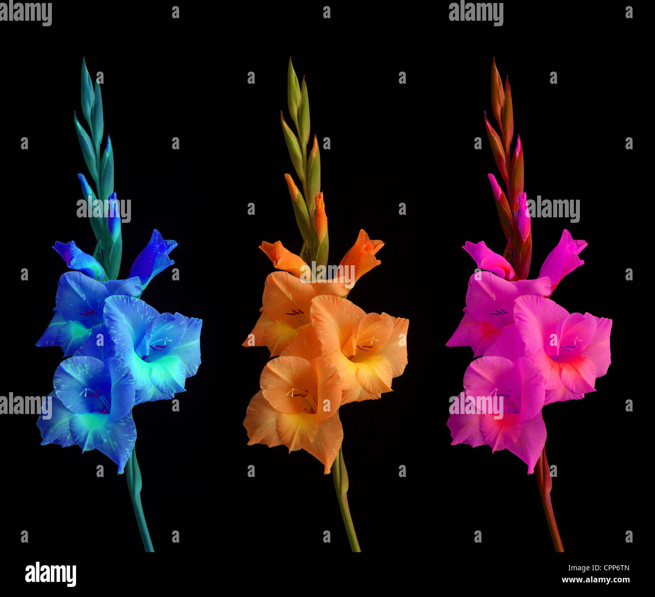 Plant gladioli hires stock photography and images Alamy