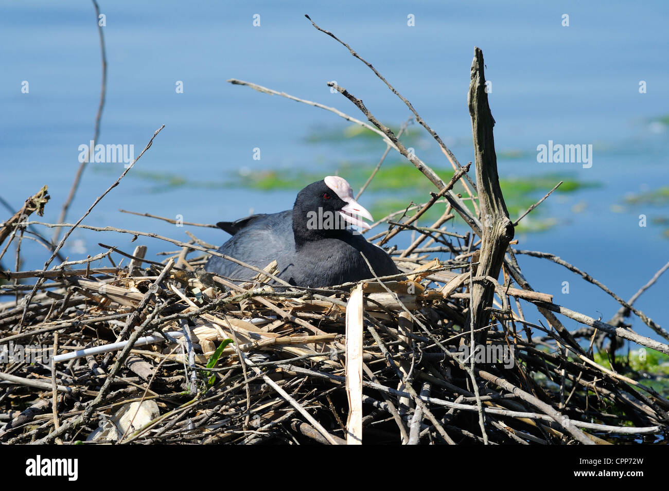 Female adult coot incubating eggs on a pile of reeds. Stock Photo