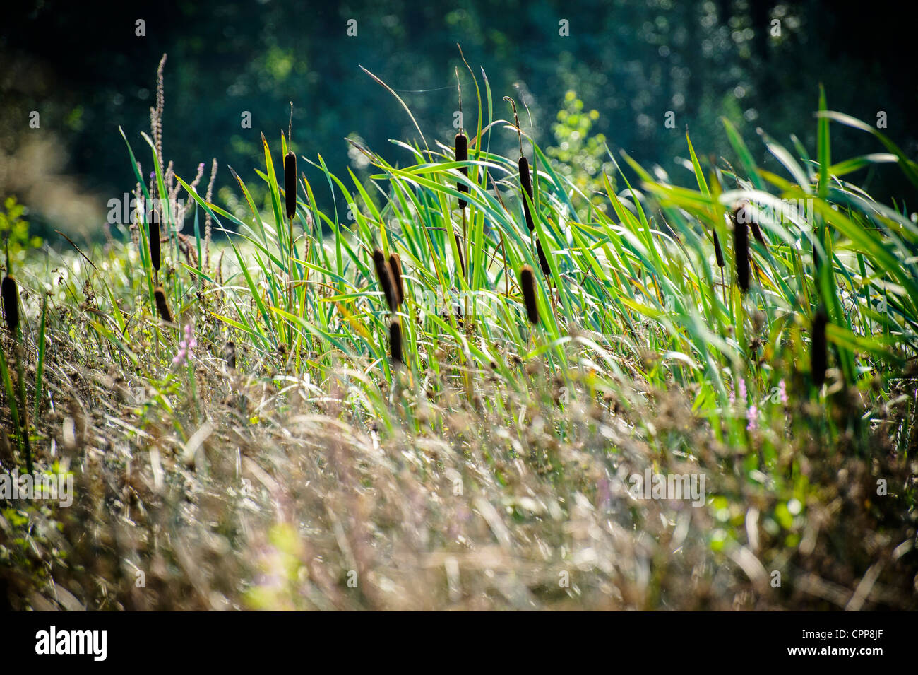reed blowing in the wind Stock Photo Alamy