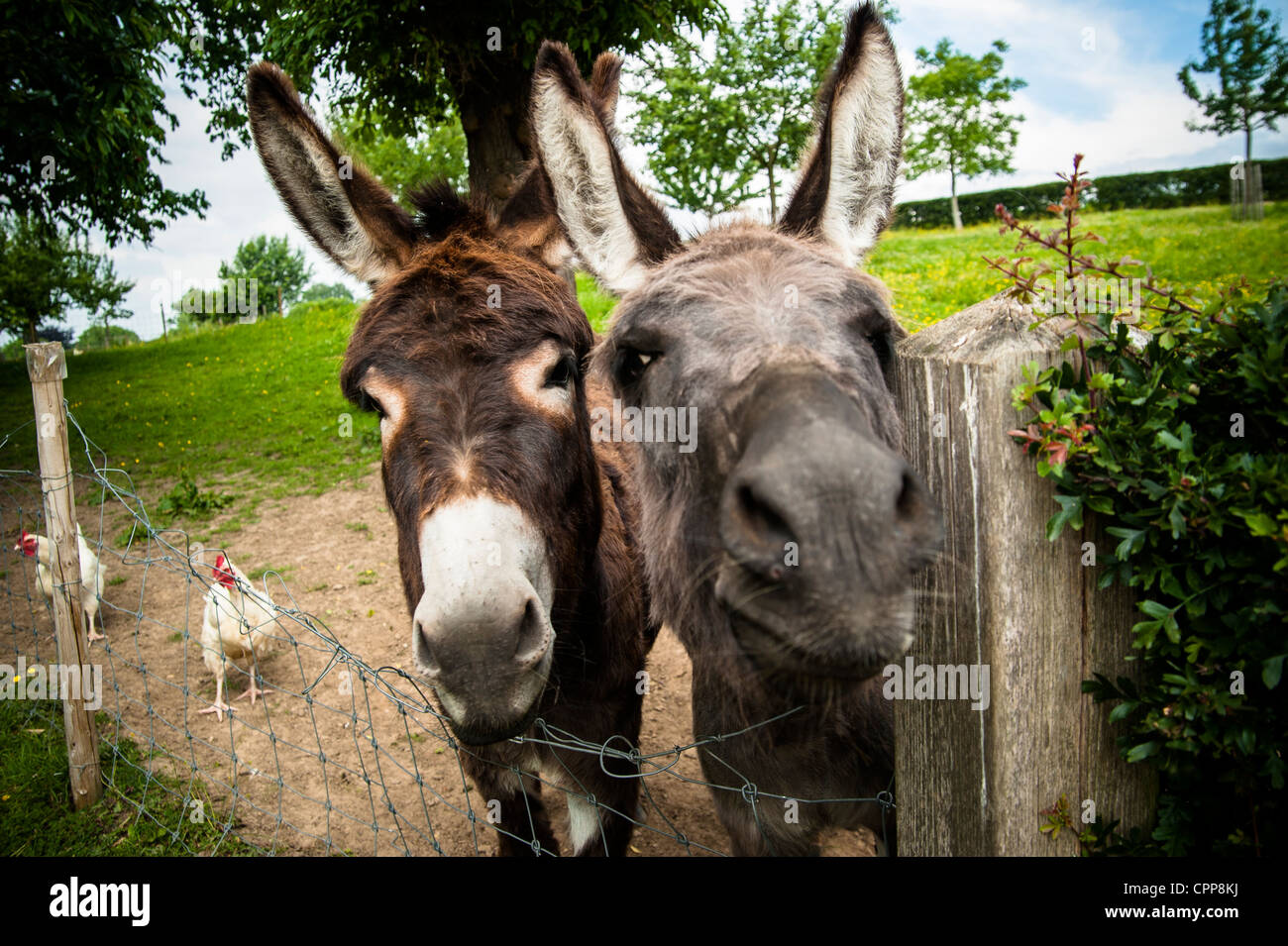 two donkeys and two chicken Stock Photo Alamy