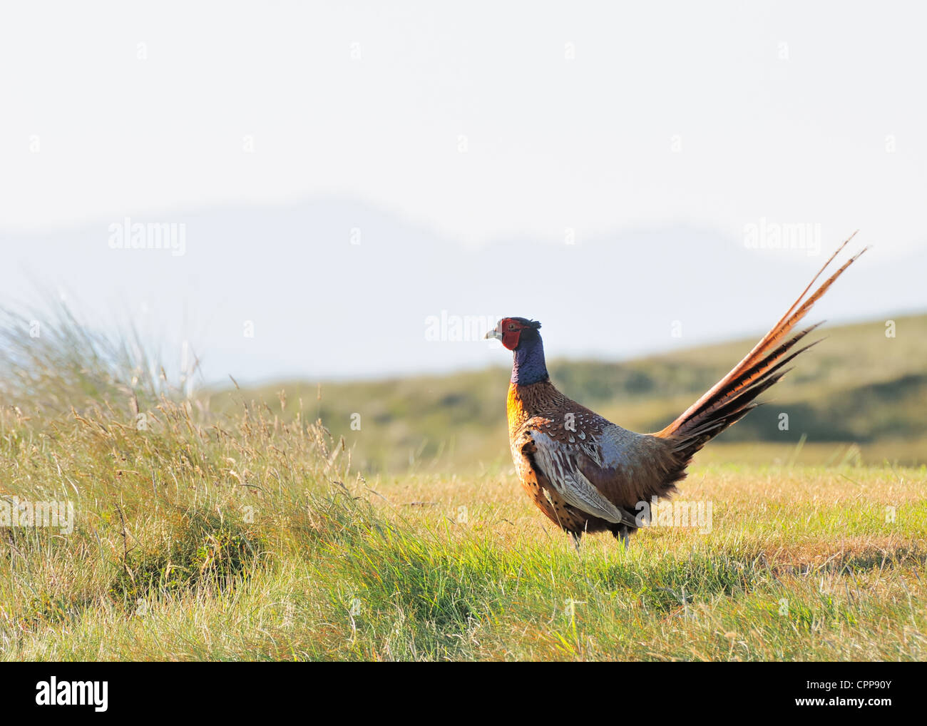 A pheasant (Phasianinae) roaming the Scottish countryside near Turnberry golf course in Scotland. Stock Photo