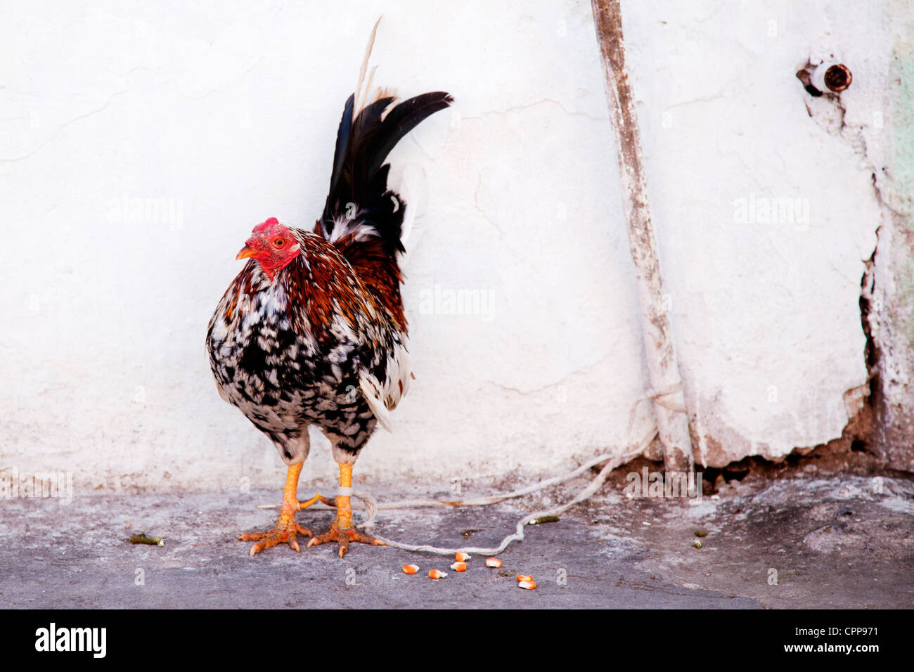 Chicken Wrapped In Rope Cuba free hi-res stock photography and images - Alamy