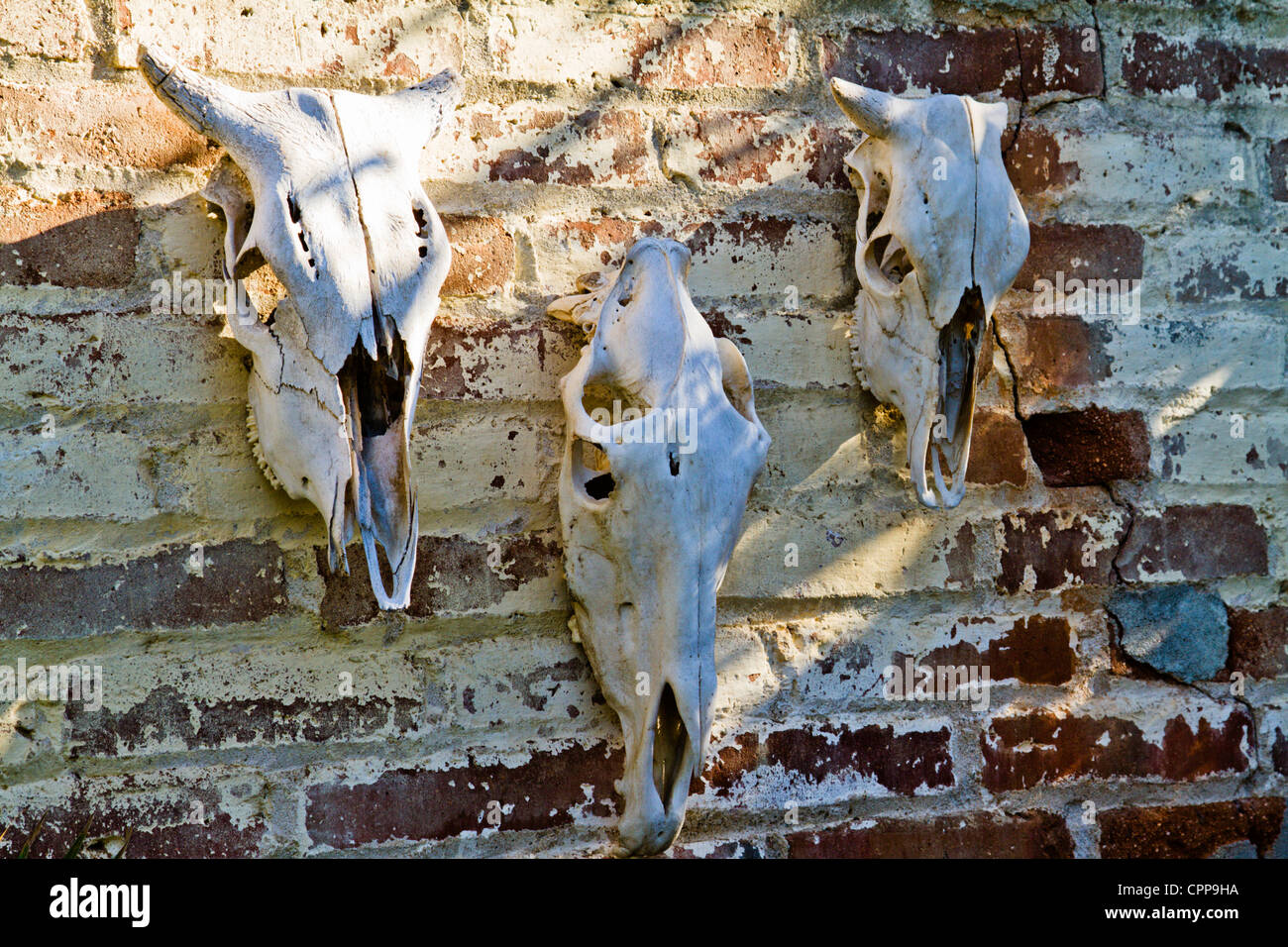 Steer skulls hanging on brick wall in 'Todos Santos' Baja Mexico Stock Photo