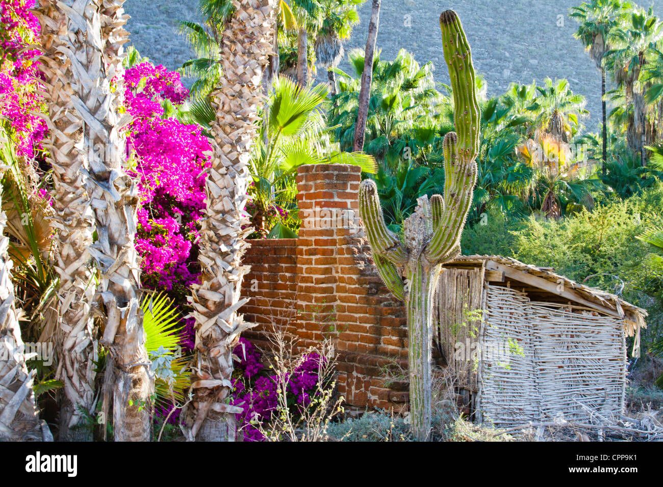 Ruined building in Baja Mexico Stock Photo Alamy