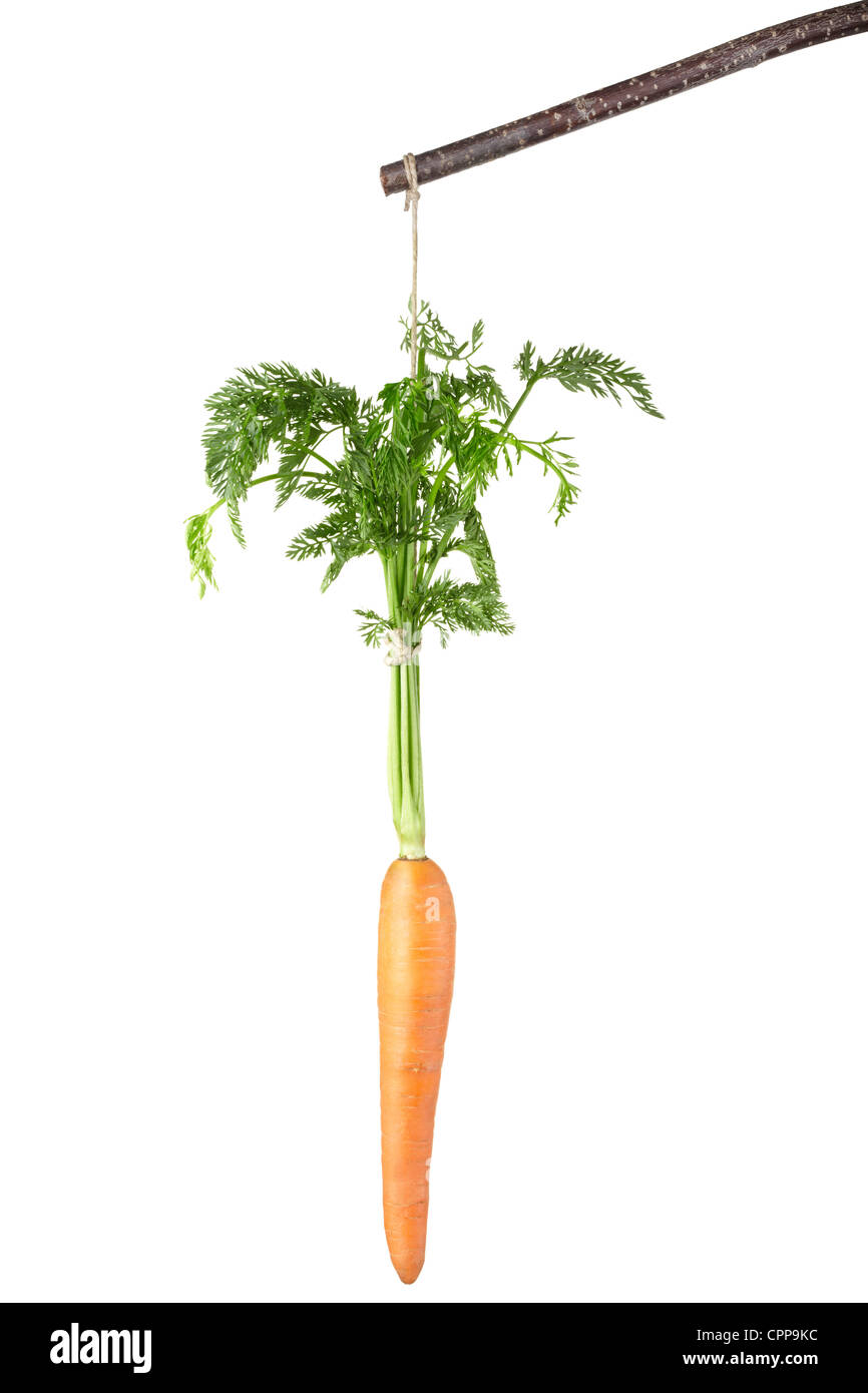 Carrot on a stick Stock Photo Alamy