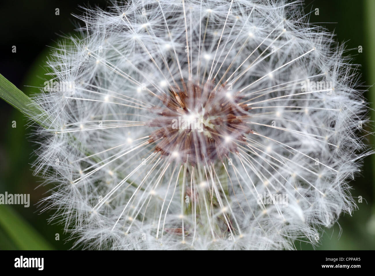 dandelion (Taraxacum officinale) in the British countryside Stock Photo