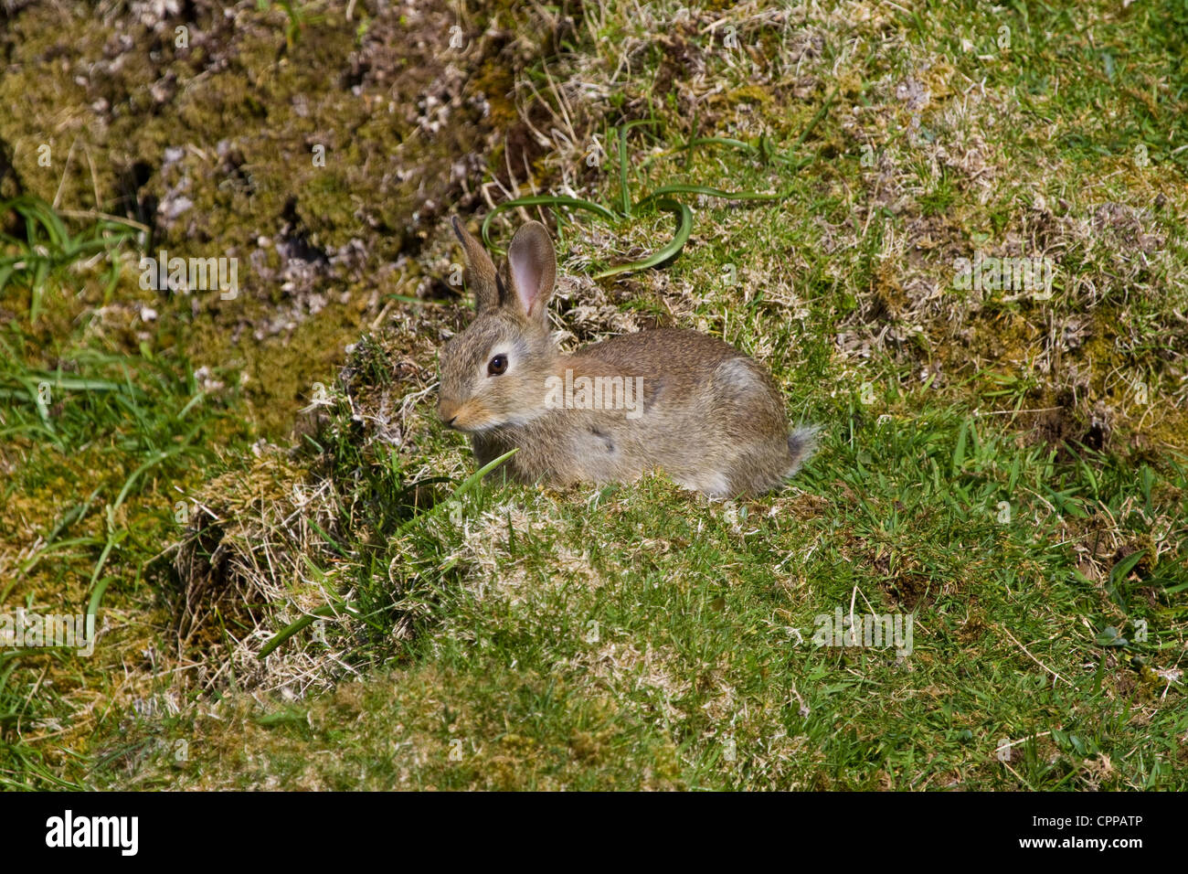 A small rabbit Stock Photo - Alamy