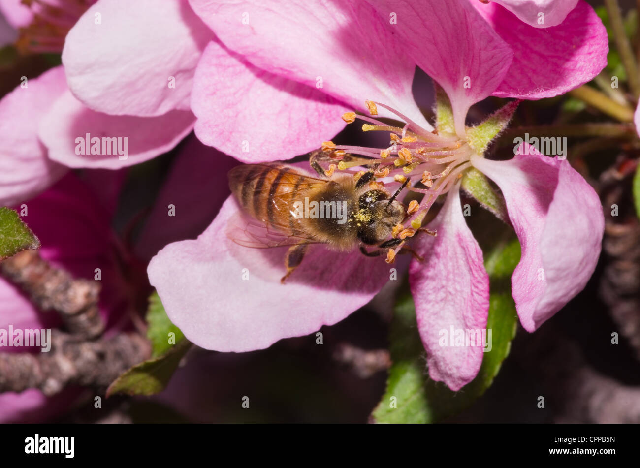a honey bee pollinates a pink ornamental tree flower blossom Stock Photo