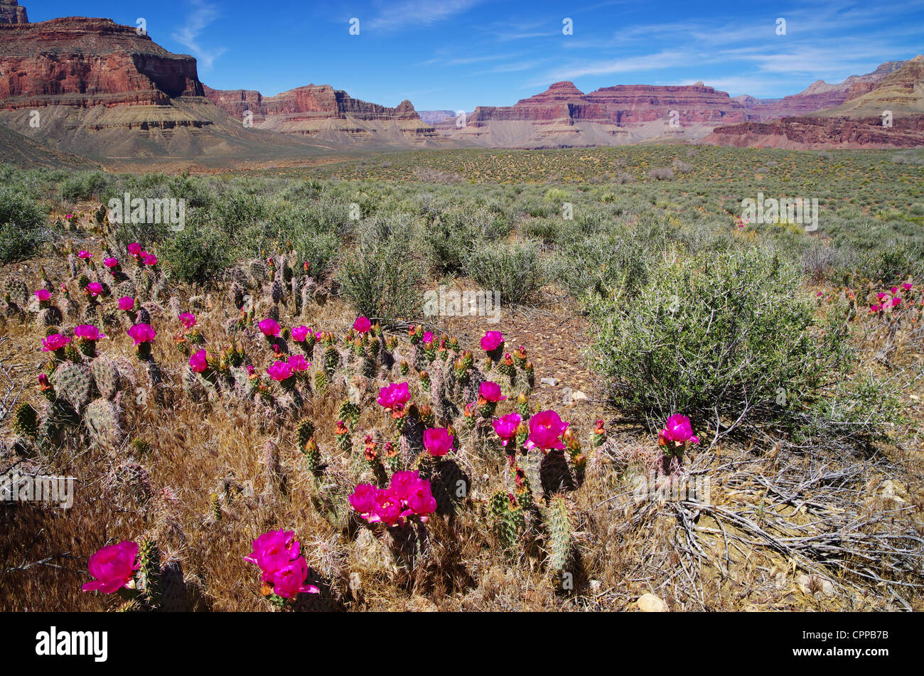 landscape with pink flowered prickly pear cactus on the Tonto Plateau in the Grand Canyon Stock Photo