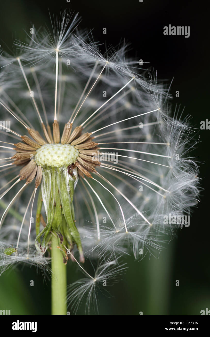 dandelion (Taraxacum officinale) in the British countryside Stock Photo