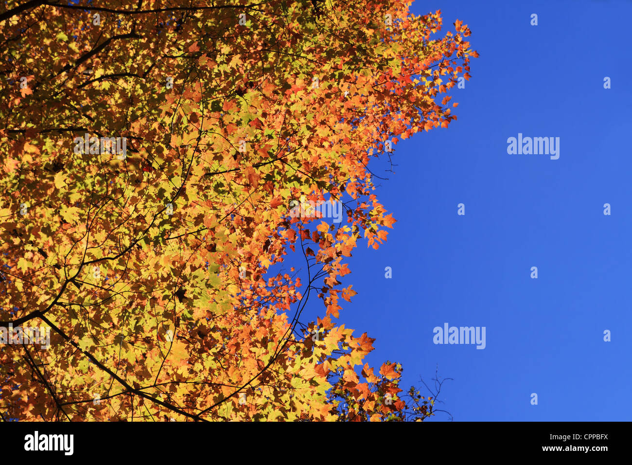 looking up at yellow and red fall maple leaves with blue sky Stock Photo