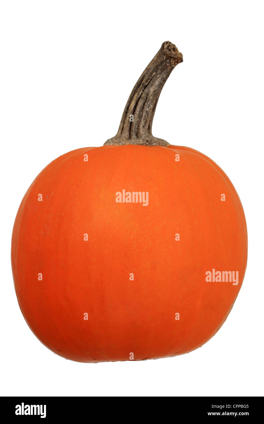 orange mini pumpkin isolated on white background Stock Photo