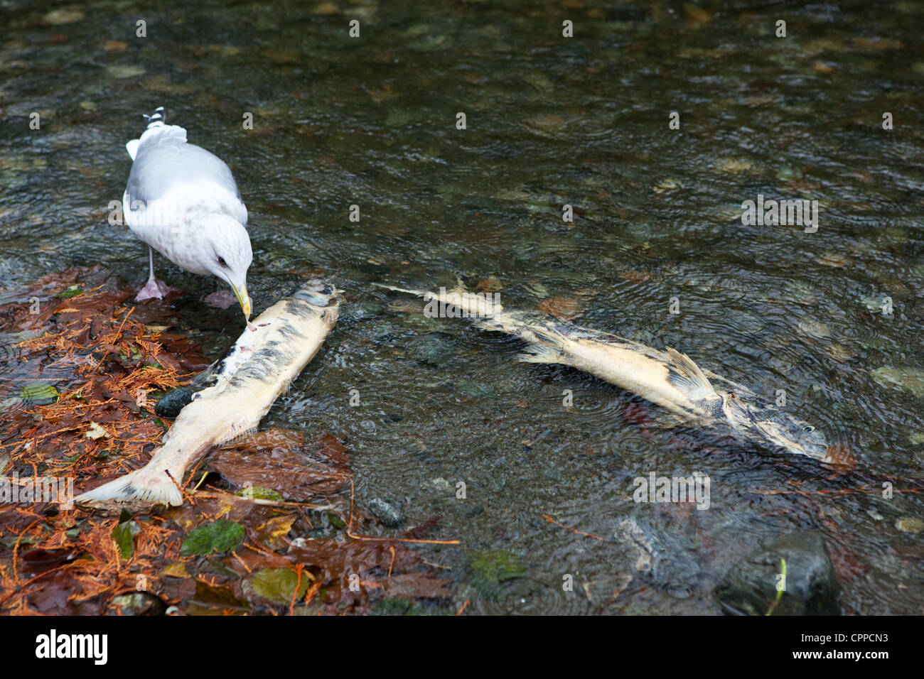 A seagull pecks at a dead salmon in the Goldstream river in Golstream Provincial Park near Victoria on Vancouver Island, Canada. Stock Photo