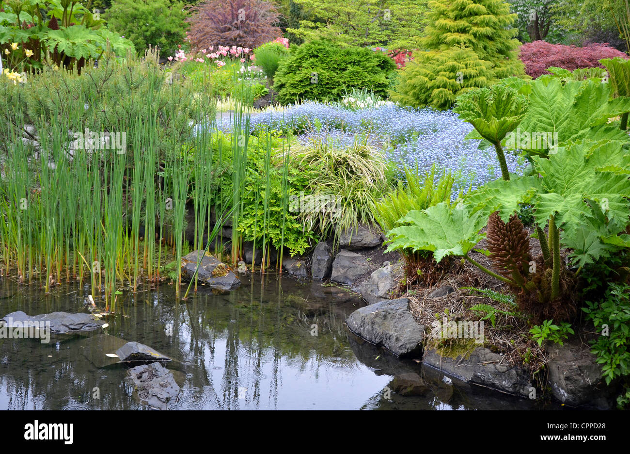 Pondside Reeds Pond reeds garden hi-res stock photography and images - Alamy