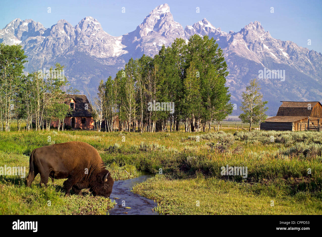 Jul 21, 2006; Jackson Hole, Wyoming, USA; A Bison, often referred to as