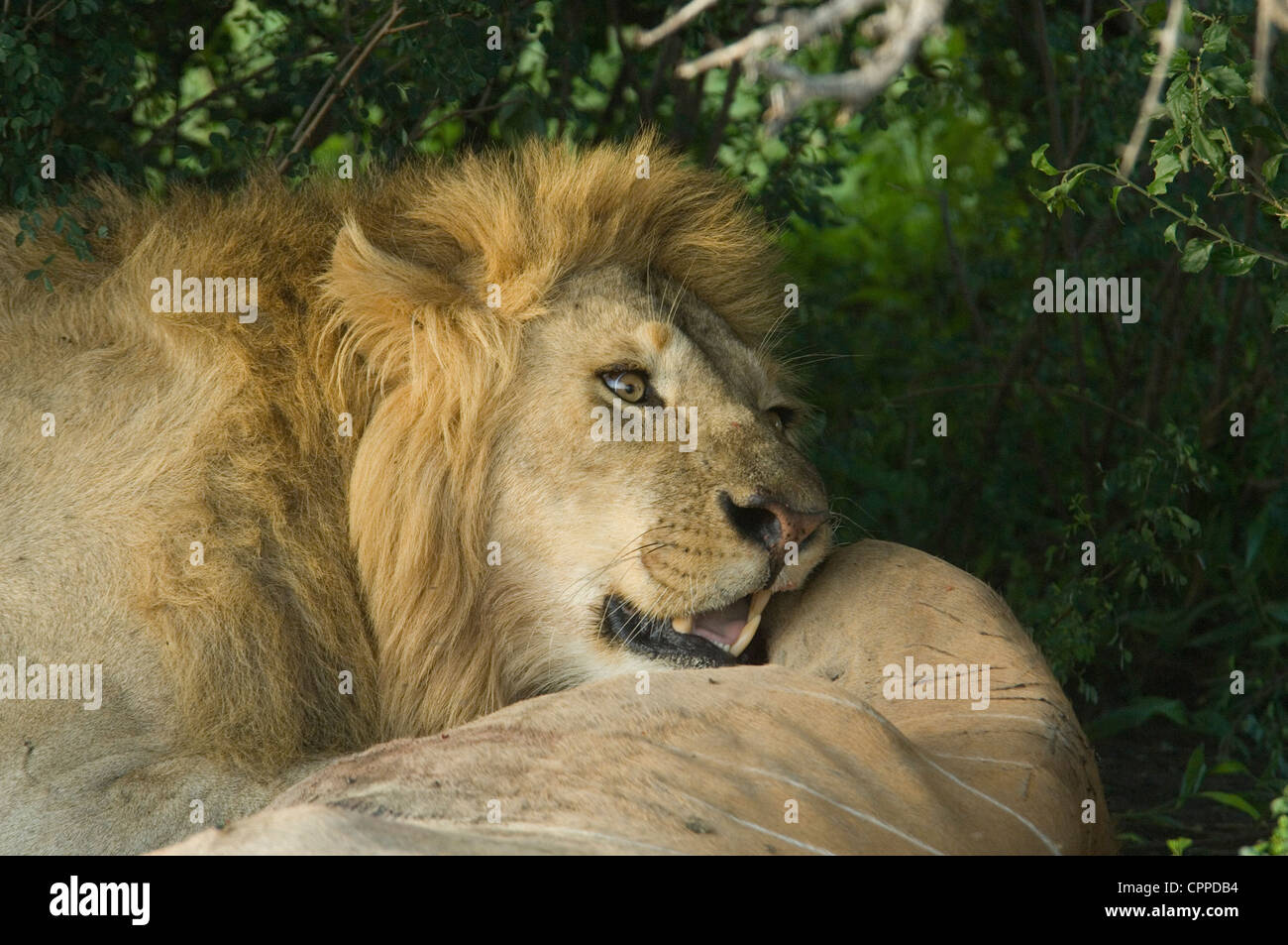 Lion with eland kill under fallen tree Stock Photo