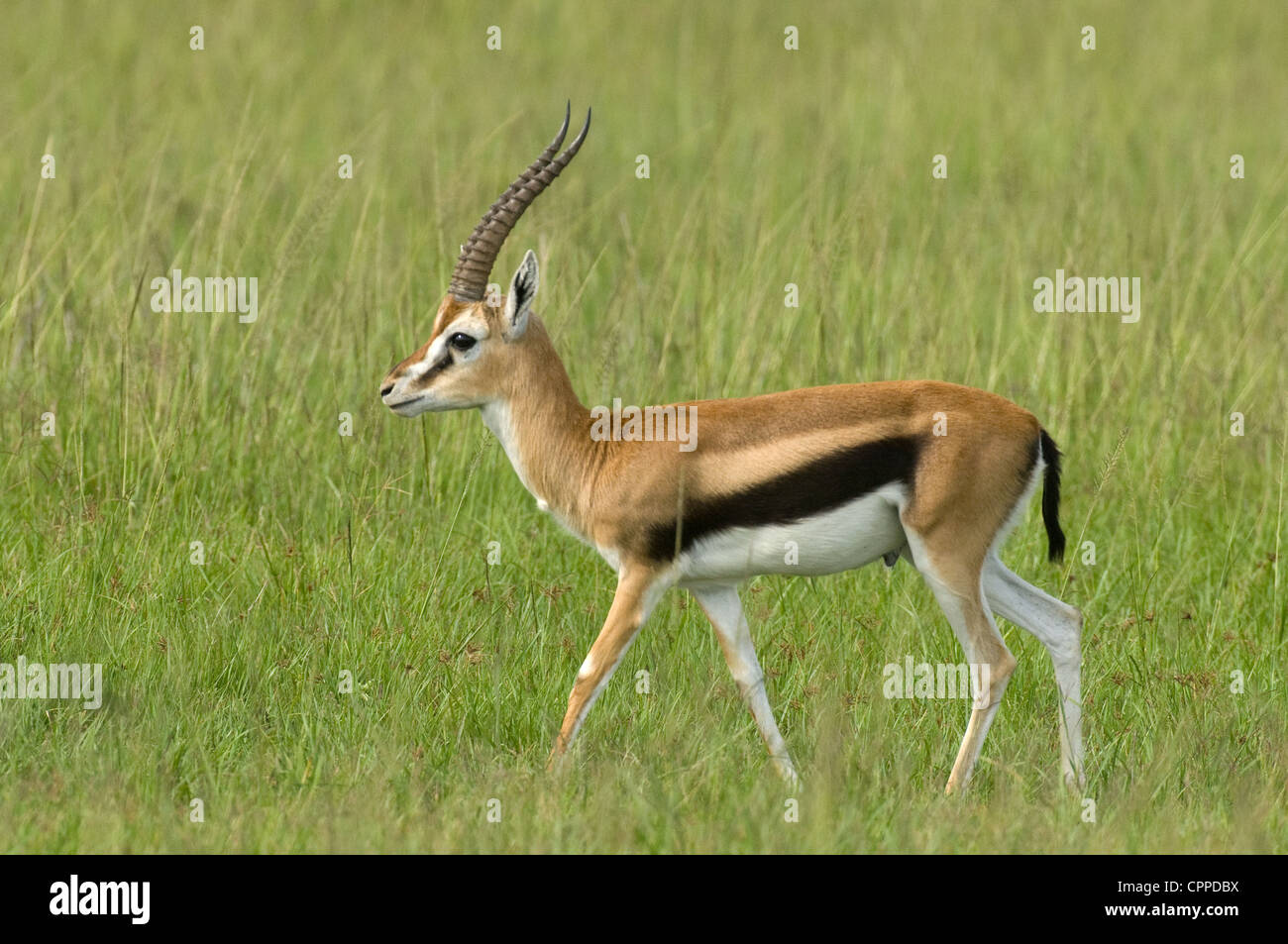 Gazelle Walking High Resolution Stock Photography and Images - Alamy