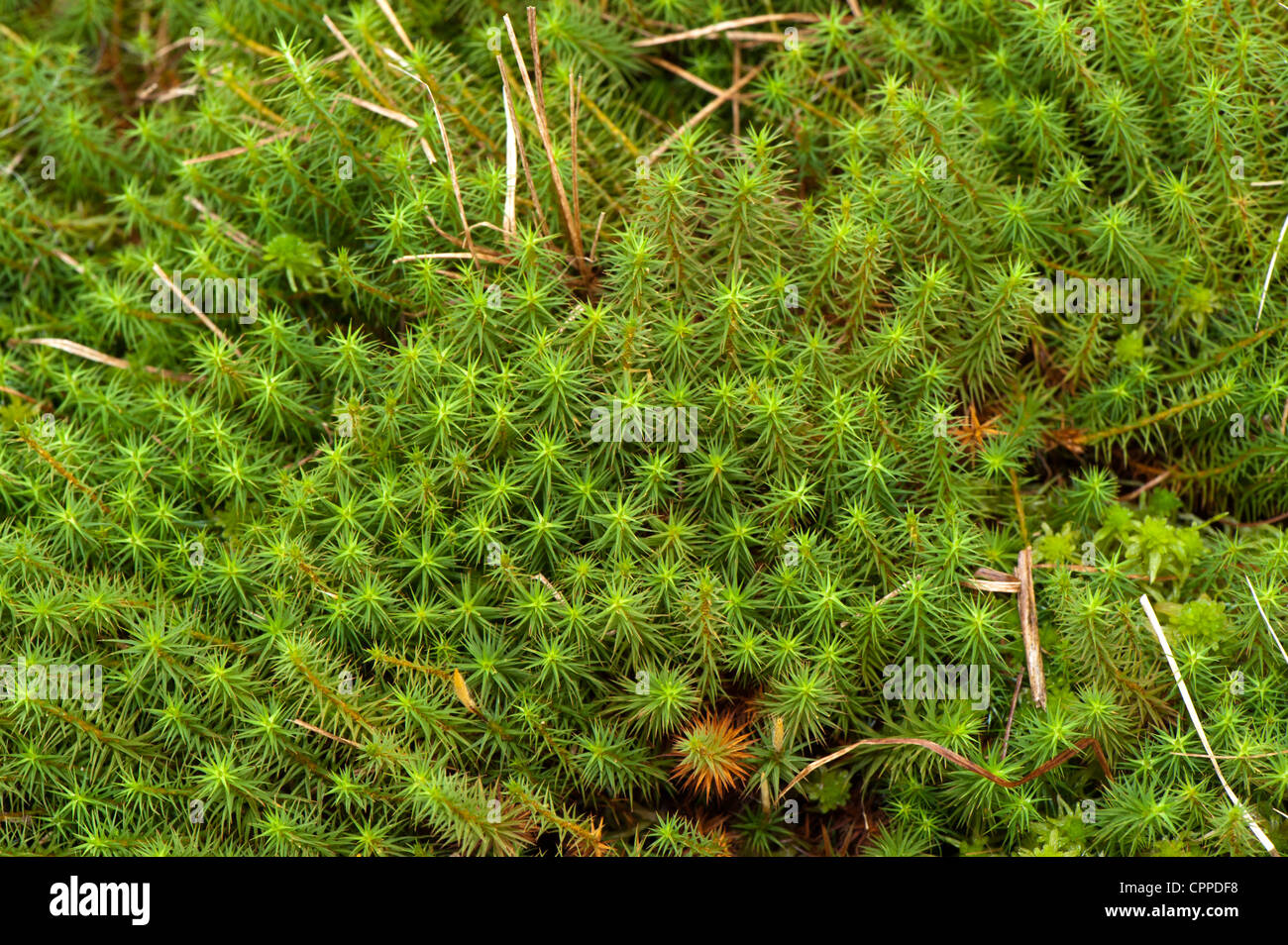 Sphagnum Moss, Sphagnum (living plant), Peat Moss (decayed plant