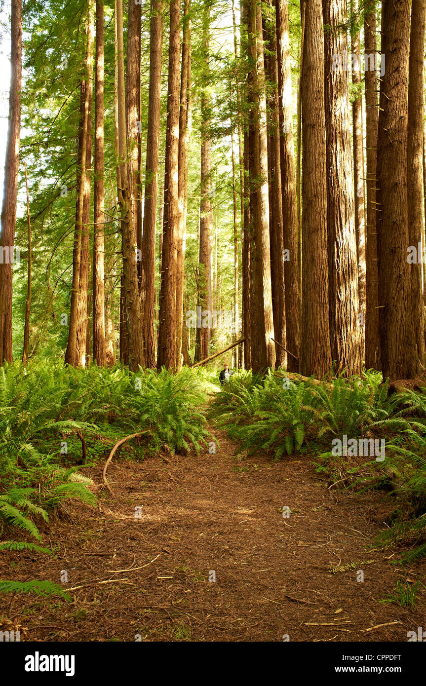 Woman standing in ferns. Avenue of the Giants. Stock Photo