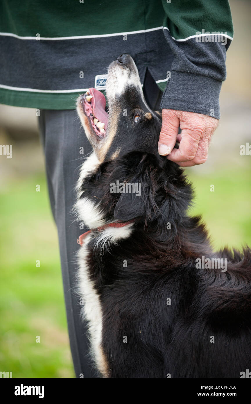 Border Collie Sheepdog gets pat of shepherd. Stock Photo