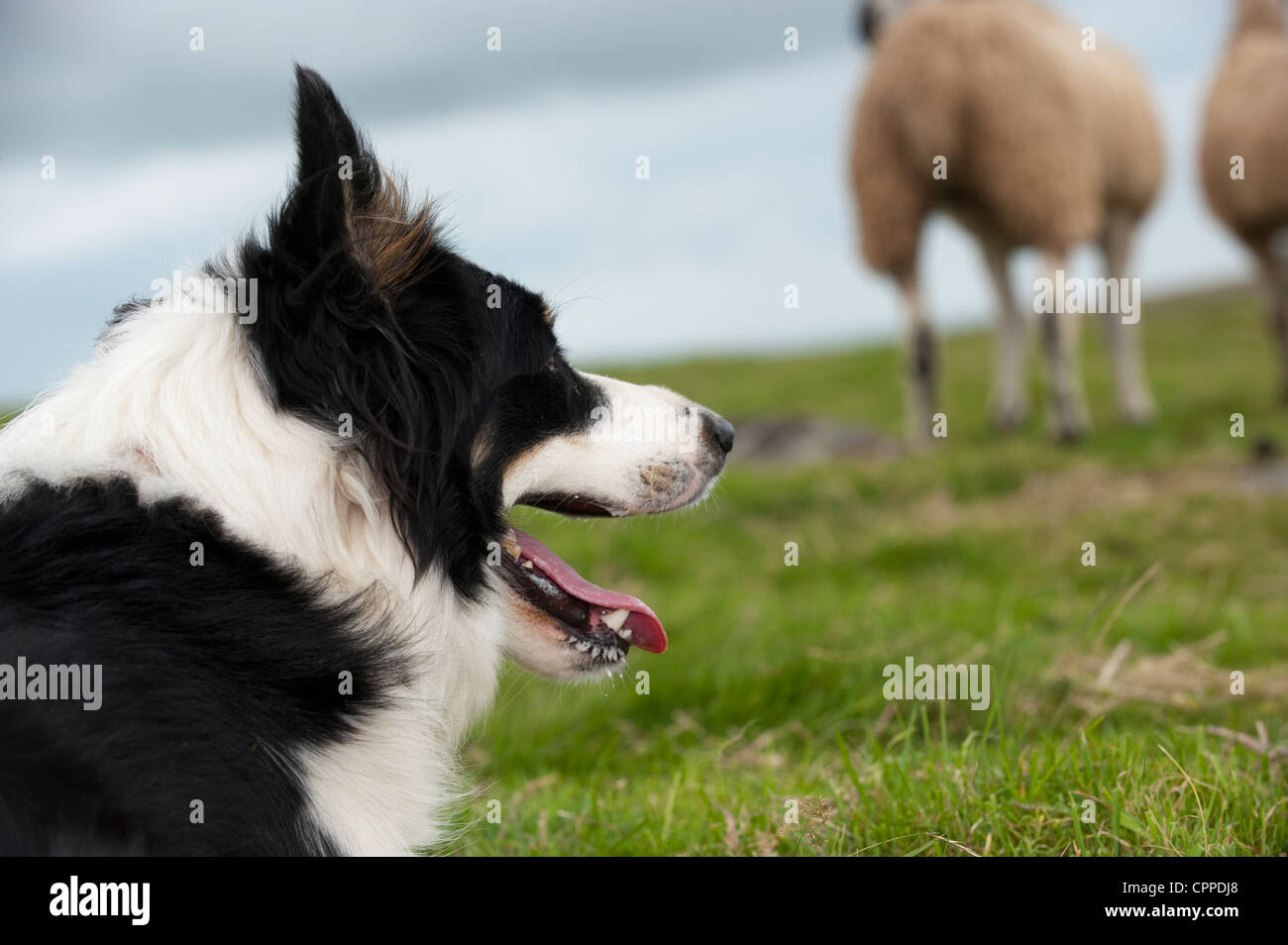 Border Collie Sheepdog working in field. Stock Photo