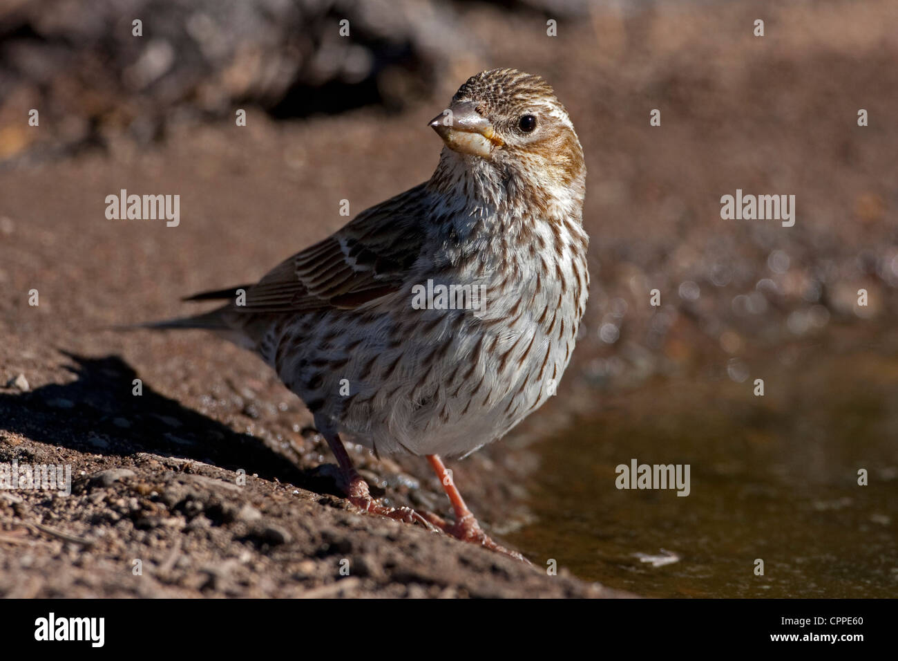 Cassin's Finch (Carpodacus cassinii) female about to take a drink from a small pond at Cabin Lake, Oregon, USA, in June Stock Photo