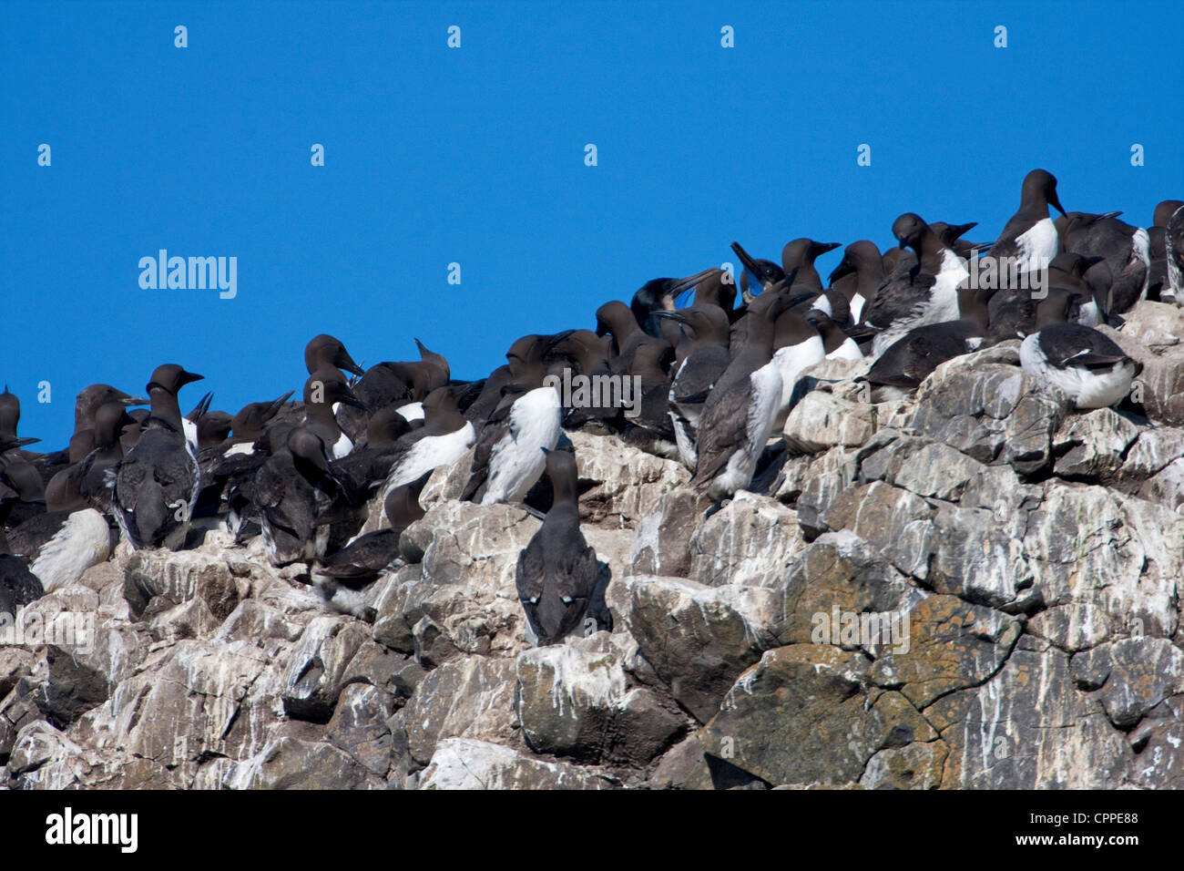 A colony of Common Murre (Uria aalge) gathering in large numbers on rocks offshore from Yaquina Head, Newport, Oregon in July Stock Photo