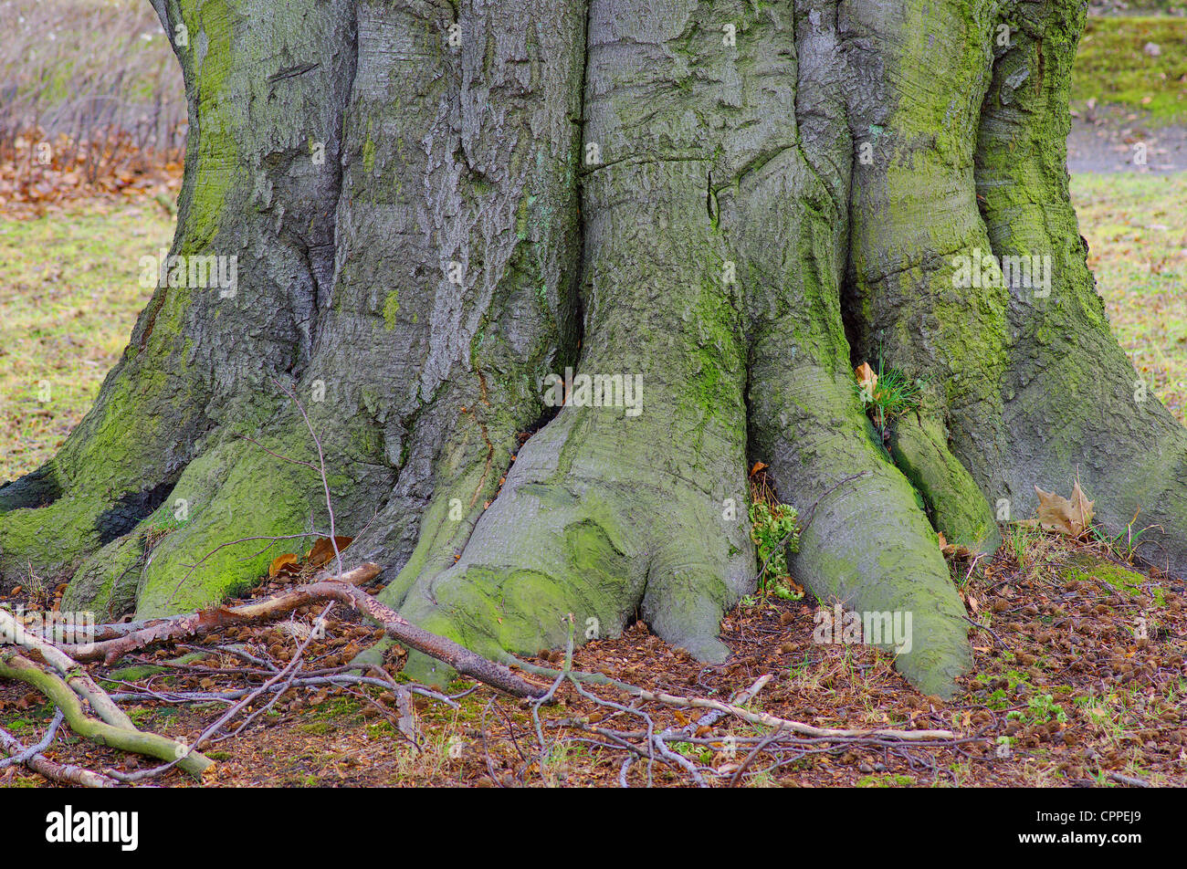 Old beech tree trunk Fagus sylvatica Stock Photo
