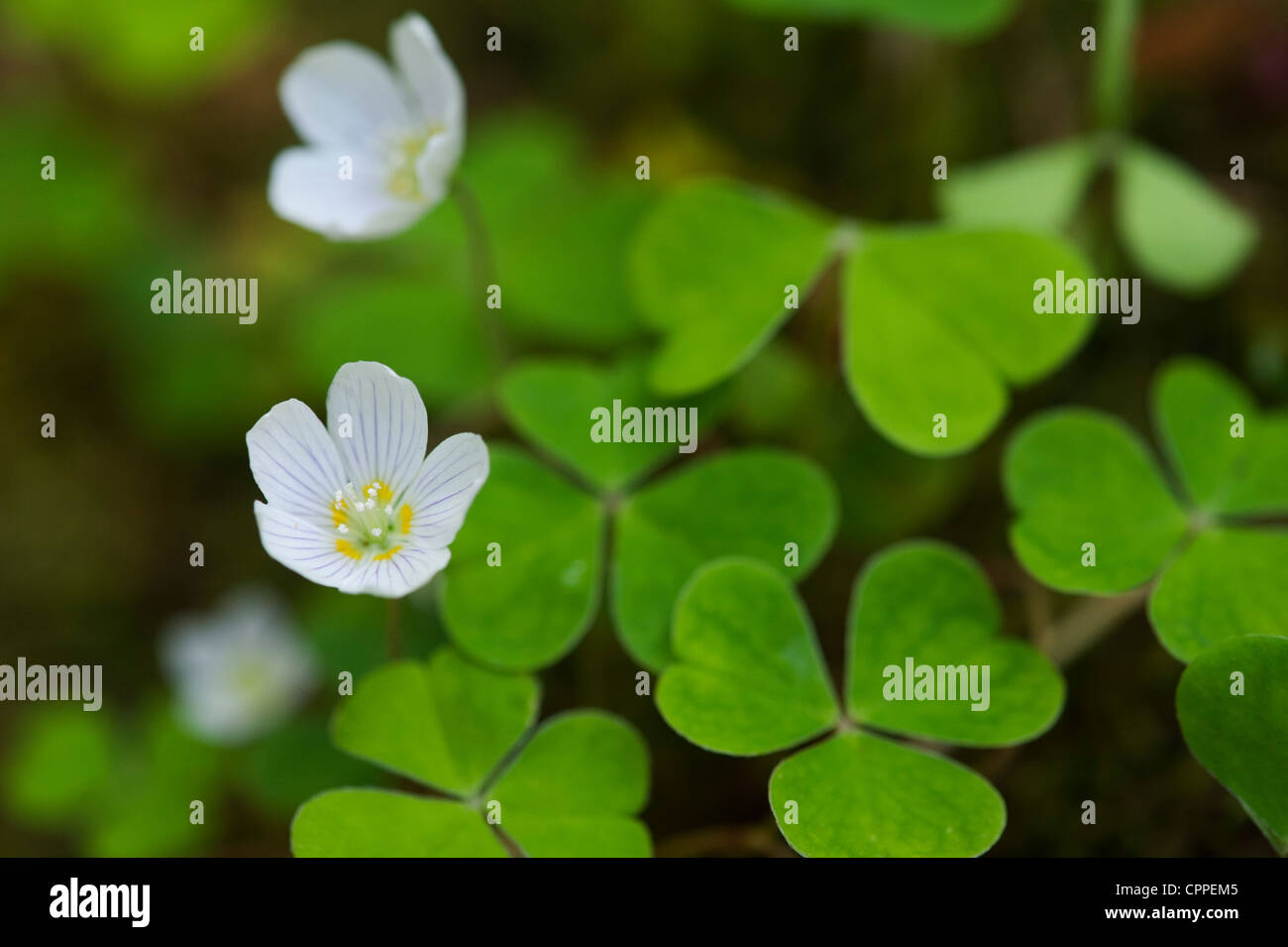 Oxalis oregana. Redwood Sorrel. Oregon oxalis flower. Oregon Wood Sorrel Stock Photo