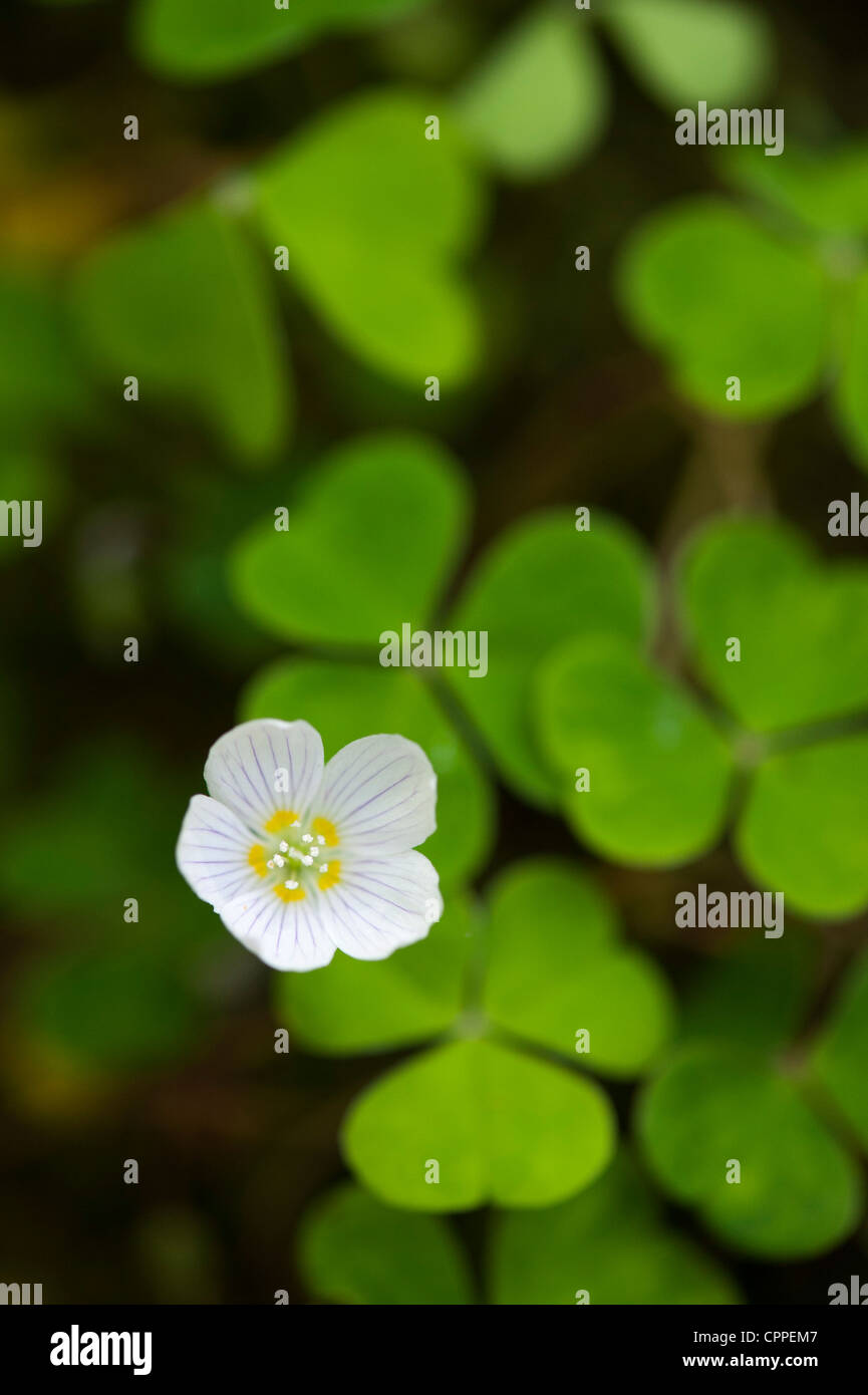 Oxalis oregana. Redwood Sorrel. Oregon oxalis flower. Oregon Wood Sorrel Stock Photo