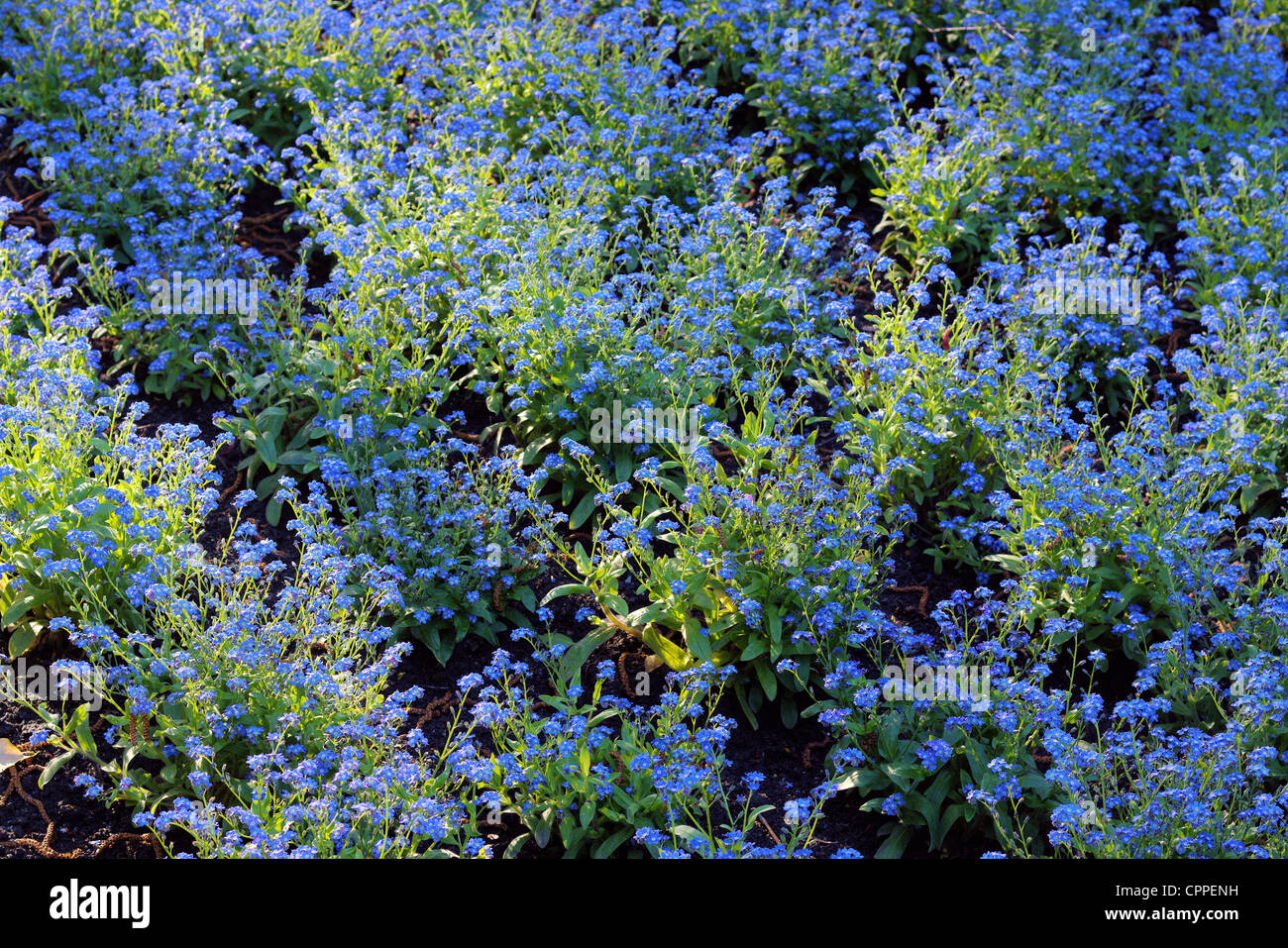 Forget-me-not blue spring flowers blooming Myosotis sylvatica Stock Photo