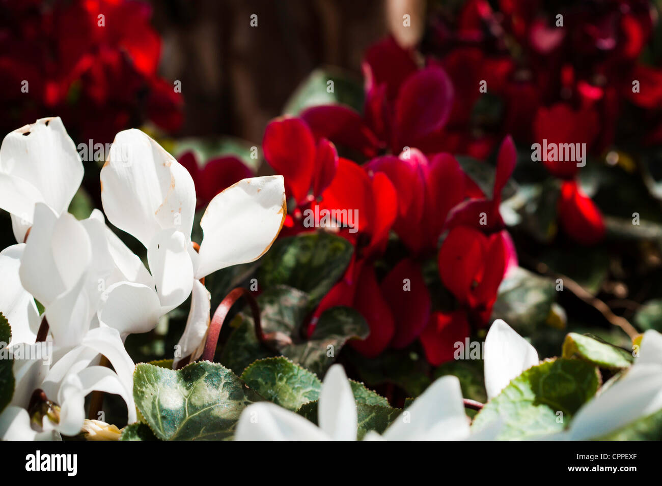 Red and white garden flowers macro veins petals leaves green Stock