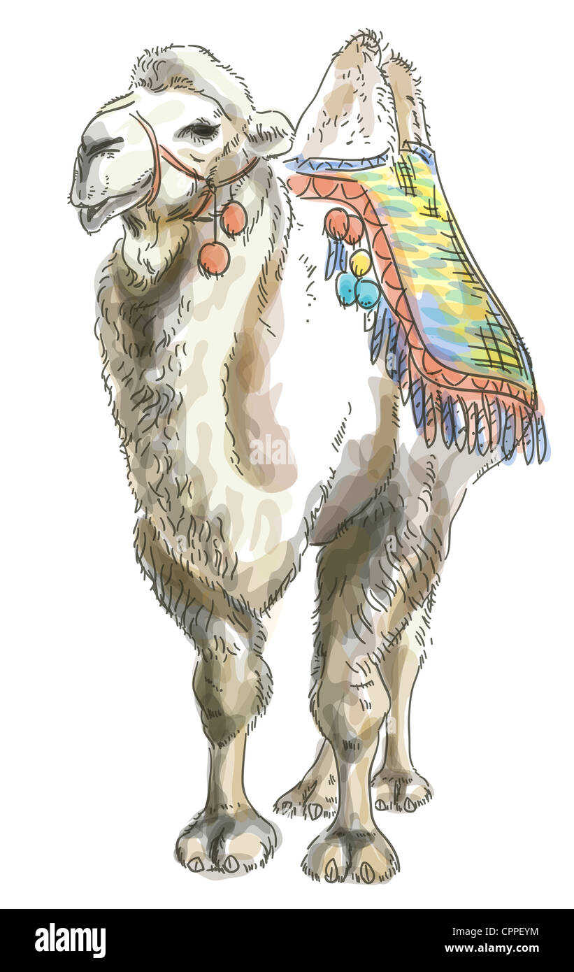 Camel Bactrian. Watercolor style. Illustration on white background. Stock Photo