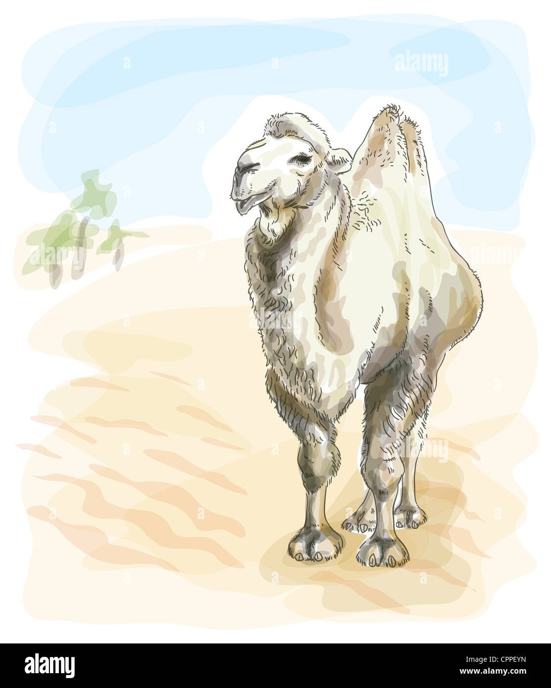 Camel Bactrian. Watercolor style. Illustration. Stock Photo