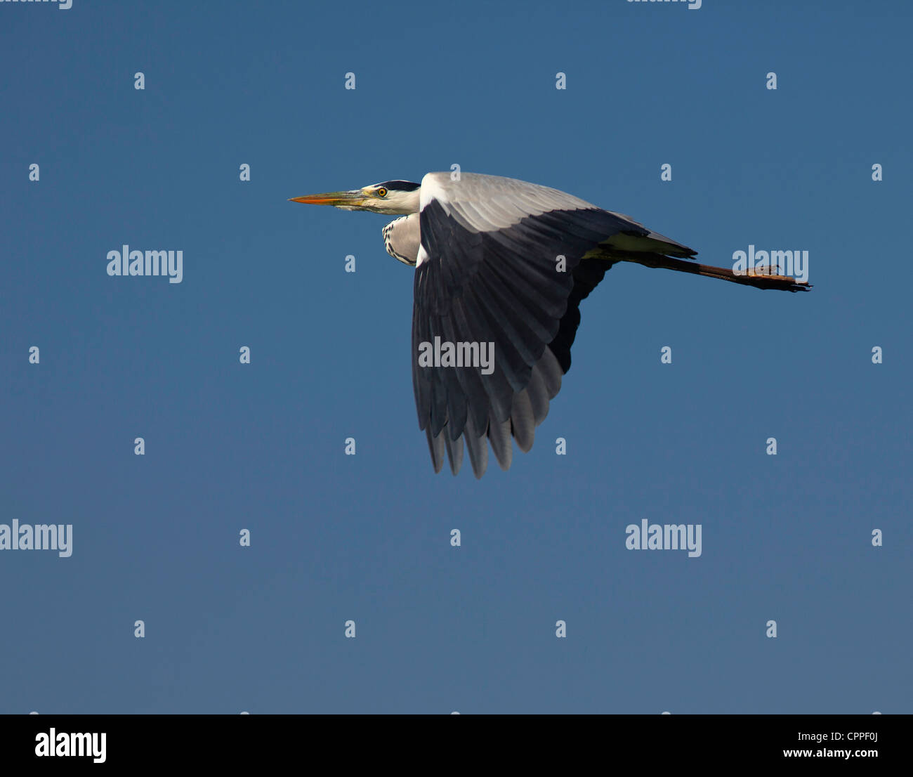gray heron flying Stock Photo