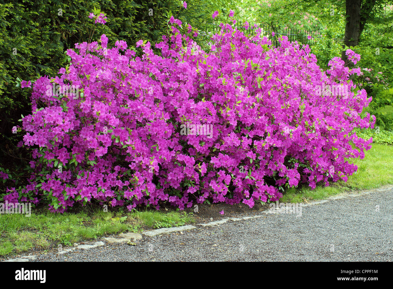 Purple Rhododendron bush at full bloom Japanese Garden Wroclaw Stock Photo