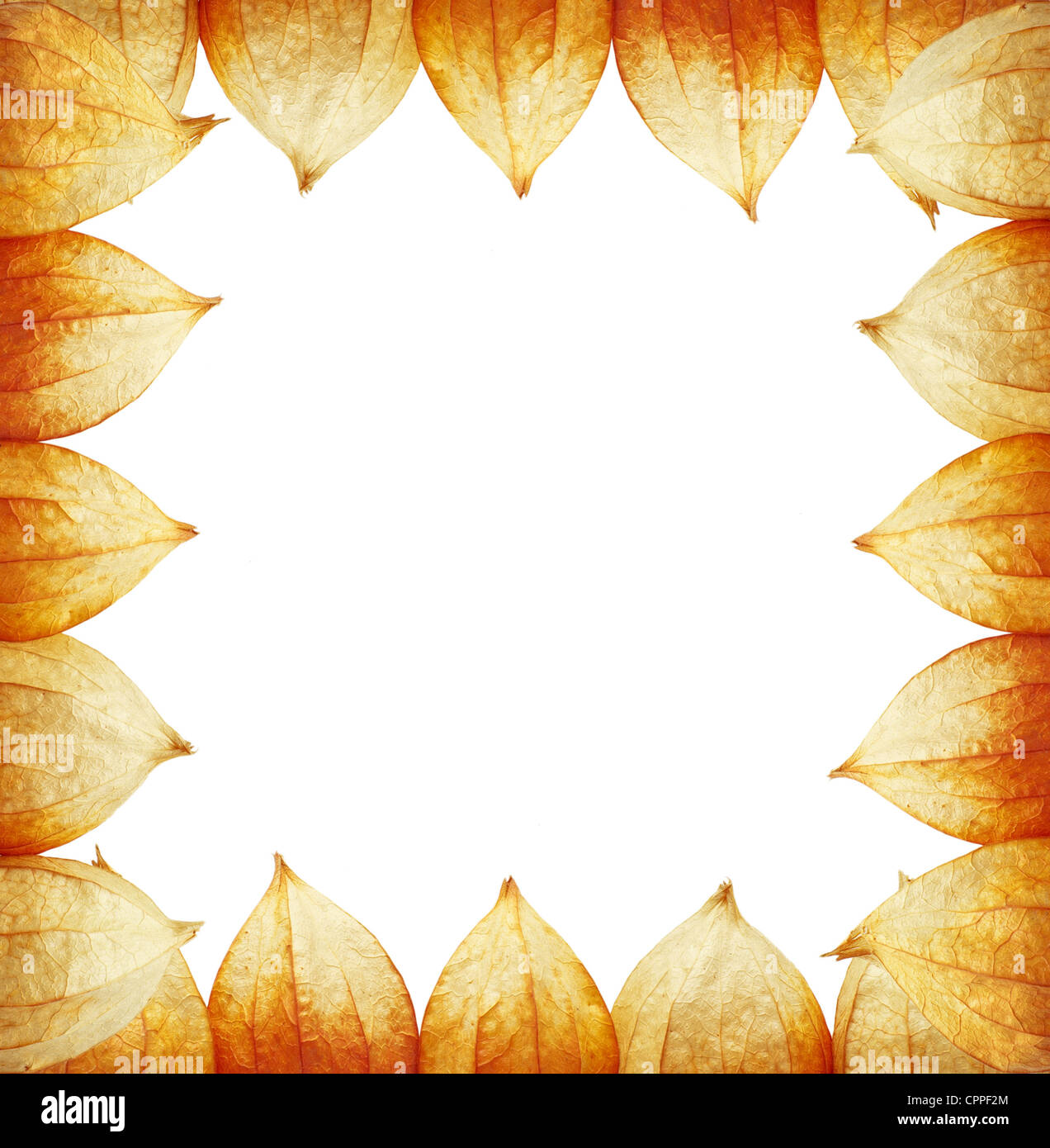 frame of Physalis on a background Stock Photo