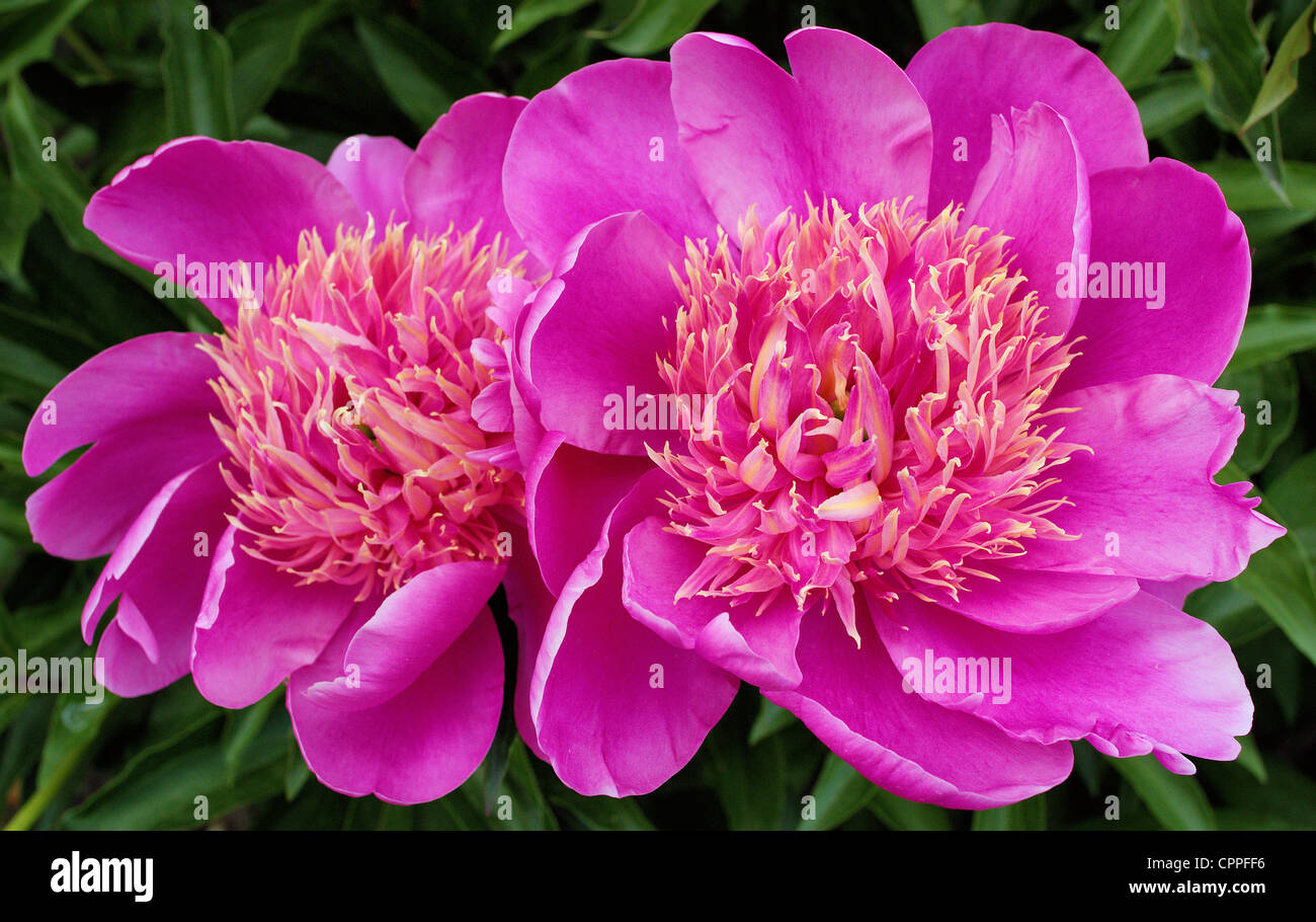 Two pink peonies flowers close up Peonia Stock Photo - Alamy