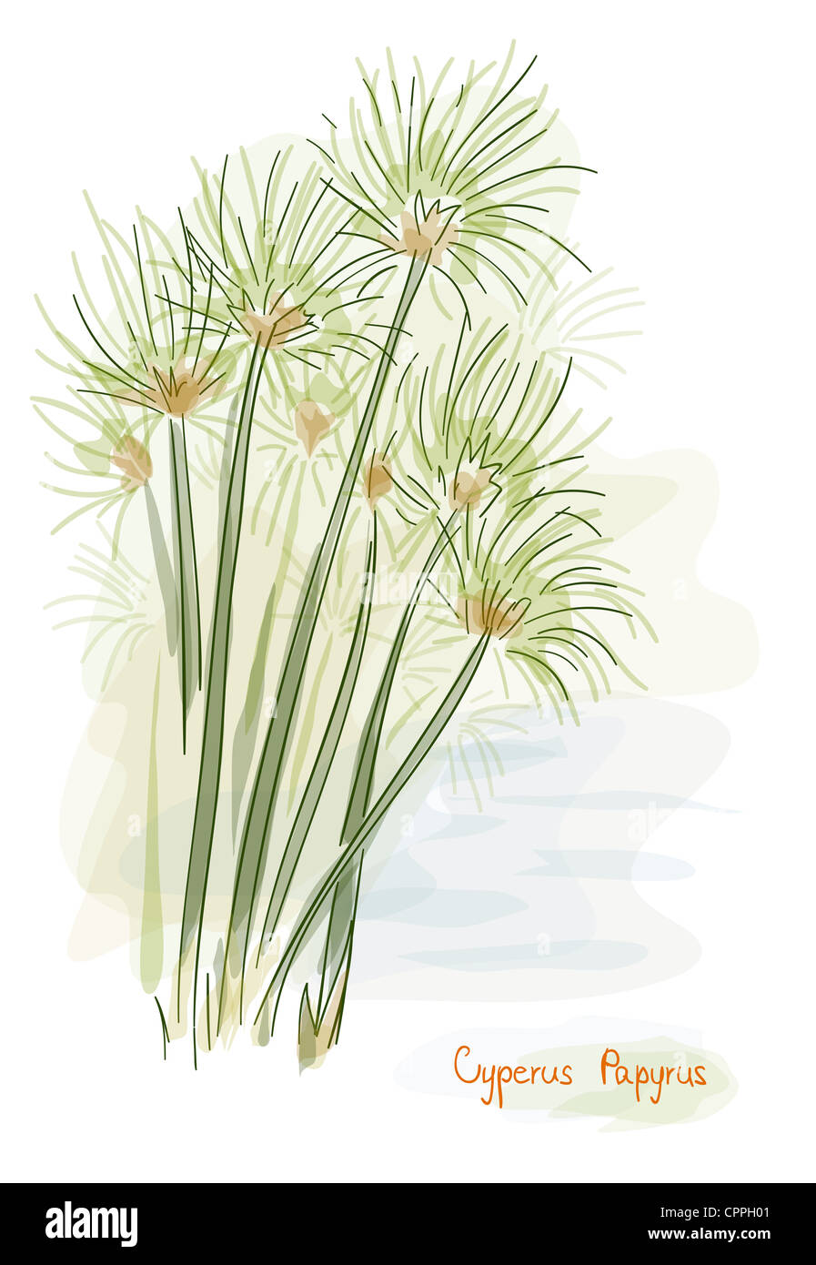 Papyrus plant. (Cyperus Papyrus) Watercolor style. Stock Photo