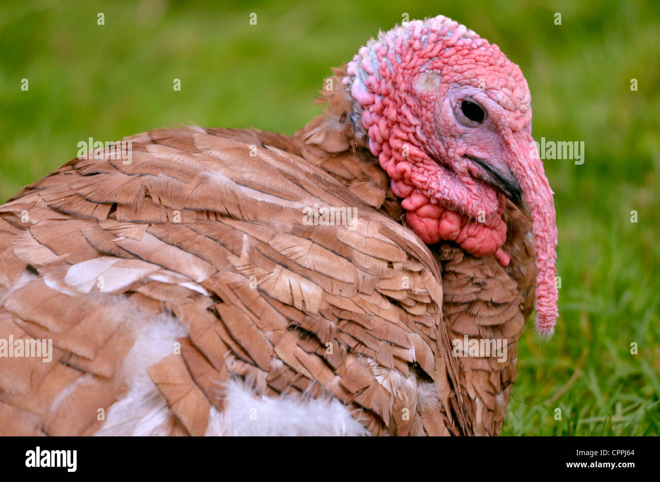 Portrait of female turkey viewed of profile Stock Photo Alamy