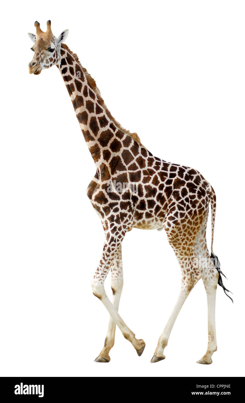 Isolated of profile giraffe (Giraffa camelopardalis) walking on white background Stock Photo
