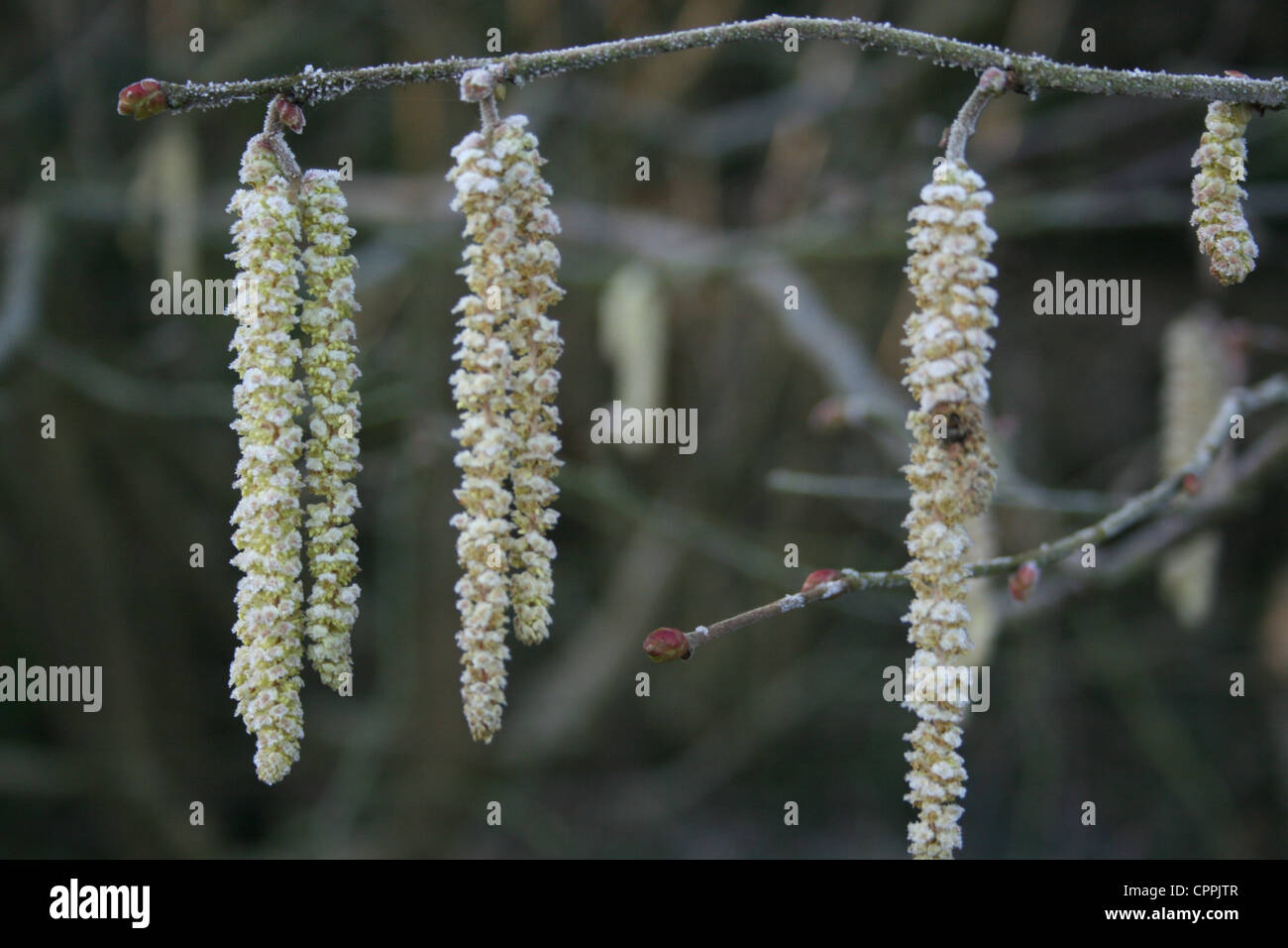 Catkins in the frost Stock Photo